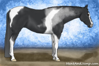 Horse Color:Black Sabino Tobiano 