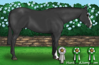 Horse Color:Black Sabino 