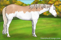 Horse Color:Gold Champagne Splash 