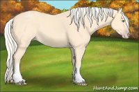 Horse Color:White Spotted Gold Cream Champagne Roan 