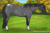 Horse Color:Blue Roan Tobiano