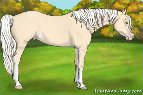 Horse Color: White Spotted Gold Cream Champagne 