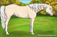 Horse Color:White Spotted Gold Cream Champagne 