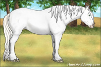 Horse Color:White Spotted Gold Cream Champagne 