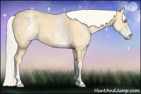 Horse Color:White Spotted Gold Cream Champagne