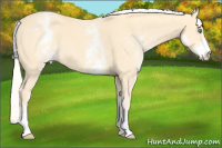 Horse Color:White Spotted Gold Cream Champagne 