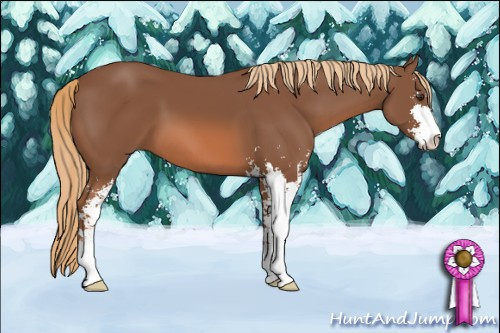 Horse Color: Liver Chestnut Sabino 