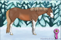 Horse Color:Liver Chestnut Sabino 