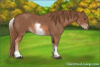 Horse Color:White Spotted Chestnut Sabino