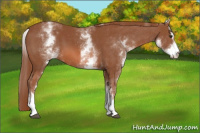 Horse Color:White Spotted Chestnut Sabino