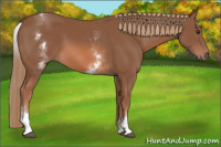 Horse Color:White Spotted Chestnut Sabino 