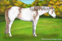 Horse Color:White Spotted Chestnut Sabino