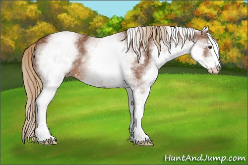 Horse Color: White Spotted Chestnut Sabino 