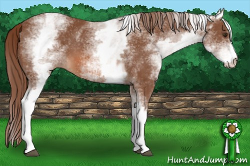 Horse Color: White Spotted Chestnut Sabino 