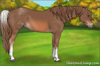 Horse Color:White Spotted Chestnut Sabino