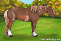 Horse Color:White Spotted Chestnut Sabino 
