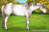 Horse Color:White Spotted Chestnut Sabino