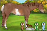 Horse Color:White Spotted Chestnut Sabino