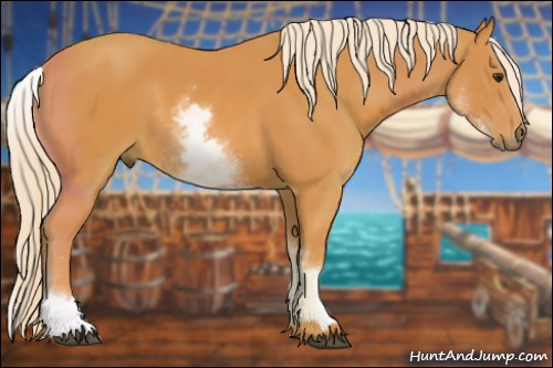 Horse Color: White Spotted Palomino Sabino 