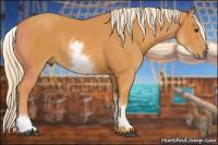 Horse Color:White Spotted Palomino Sabino