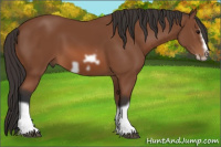 Horse Color:Bay Splash Frame