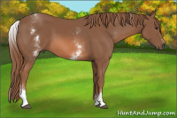 Horse Color:White Spotted Liver Chestnut Sabino 
