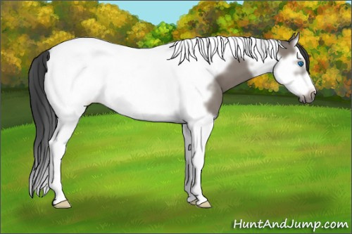 Horse Color: Unknown 