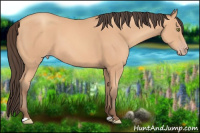 Horse Color:Amber Champagne 