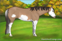 Horse Color:Bay Dun Splash Frame