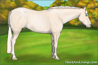 Horse Color:Gold Cream Champagne Pearl 