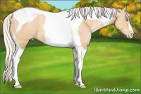 Horse Color:Silver Buckskin Pearl Tobiano