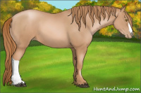 Horse Color:Liver Chestnut Pearl 