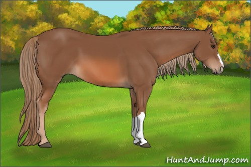 Horse Color: Chestnut 