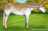 Horse Color:White Spotted Chestnut