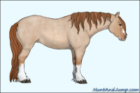 Horse Color:Red Dun Roan Splash Frame Rabicano