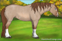 Horse Color:Red Dun Roan Splash Frame Rabicano 