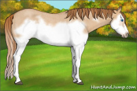 Horse Color:Red Dun Roan Splash Frame Rabicano 