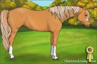 Horse Color:Chocolate Palomino 