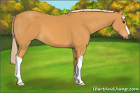Horse Color:Chocolate Palomino 