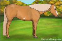 Horse Color:Chocolate Palomino Frame 