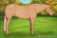 Horse Color:Chocolate Palomino Roan 
