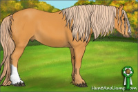 Horse Color:Chocolate Palomino 
