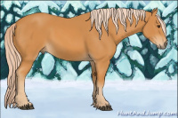 Horse Color:Chocolate Palomino 