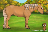 Horse Color:Chocolate Palomino 