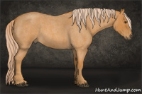 Horse Color:Chocolate Palomino Roan 