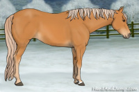 Horse Color:Chocolate Palomino 