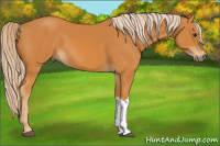 Horse Color:Chocolate Palomino 