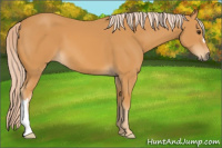 Horse Color:Chocolate Palomino 