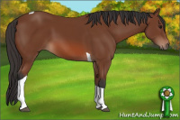 Horse Color:Bay Tobiano 