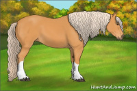 Horse Color:Chocolate Palomino 